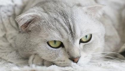 亿万28-进攻天赋夸张!篮网狂轰125分 纳什却说没太练进攻